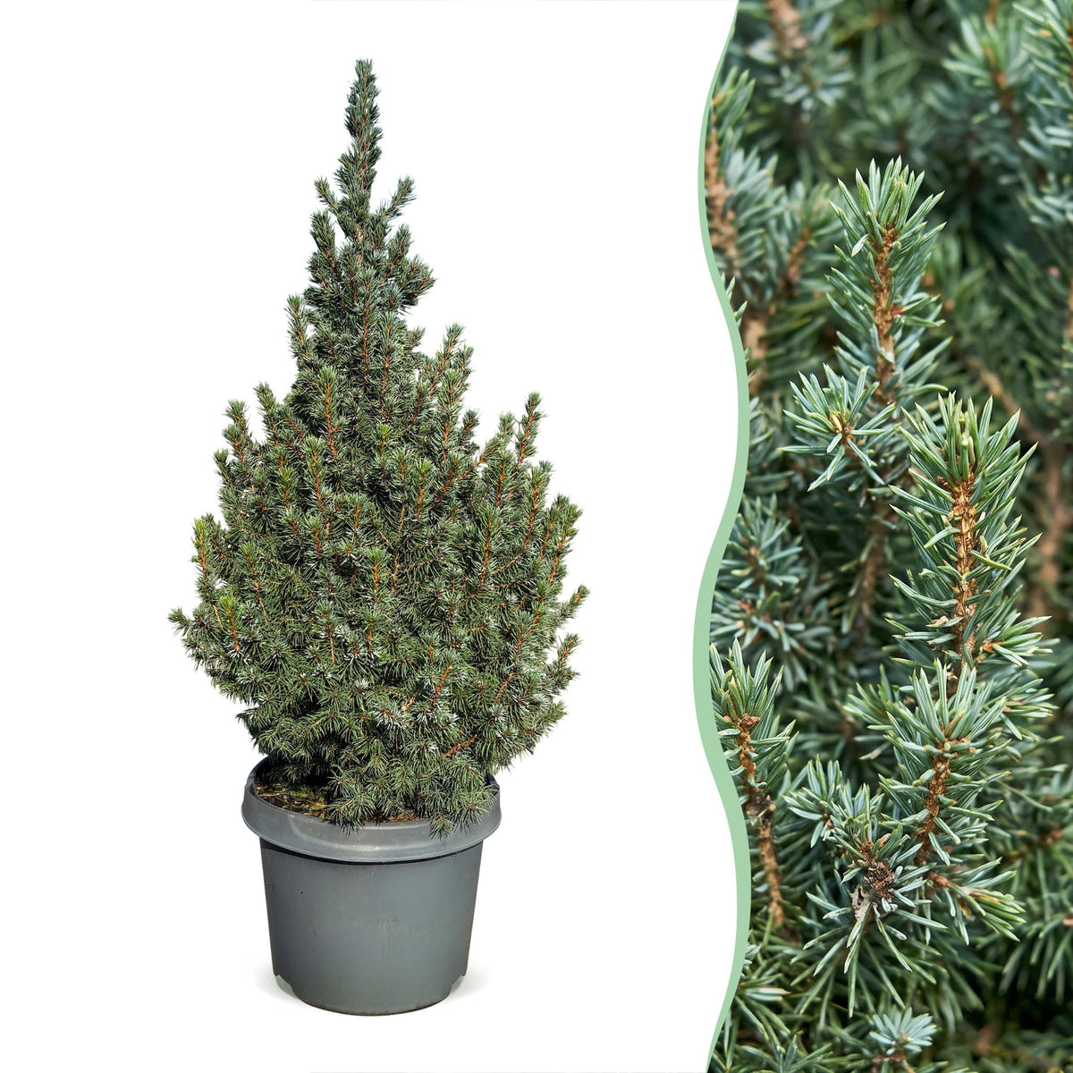 🎄 Picea glauca ‘Sander’s Blue’ – Blauwe kegelspar voor een sfeervolle kerst