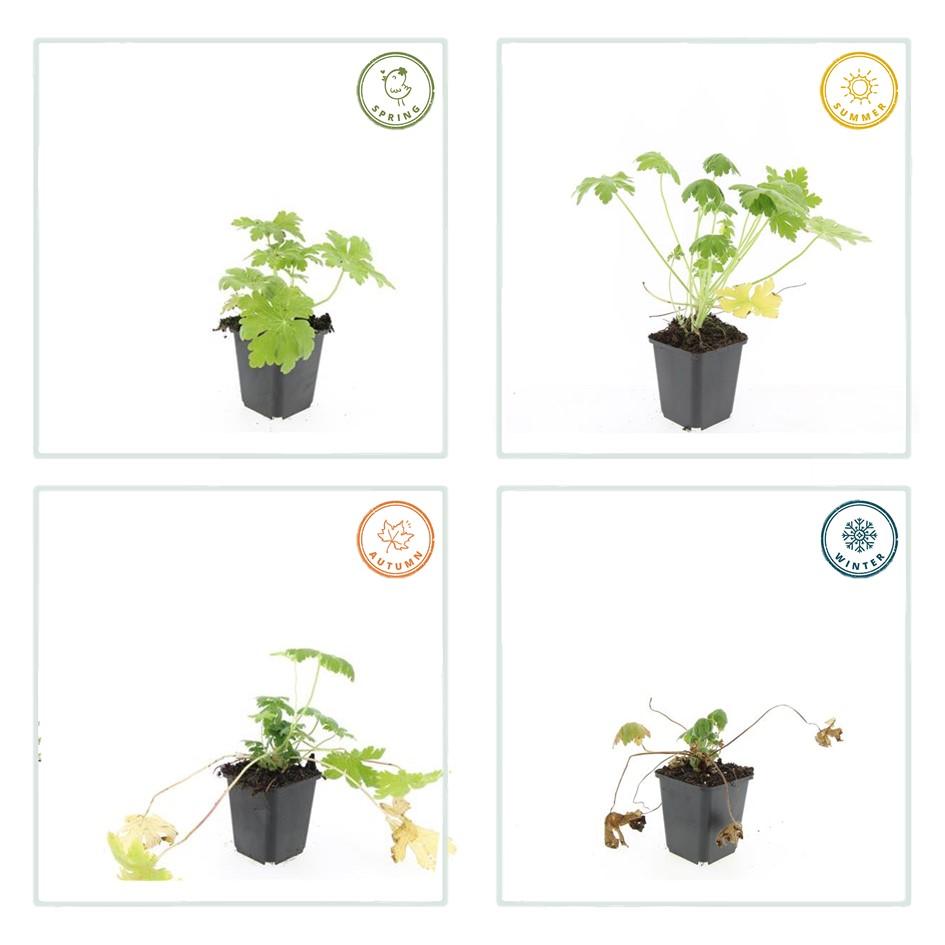 🌿 Geranium macrorrhizum ‘Spessart’ – Winterharde Geurende Bodembedekker (24 stuks)