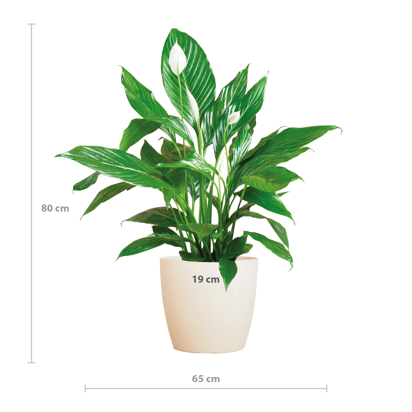 🌸 Spathiphyllum ‘Viber’ wit