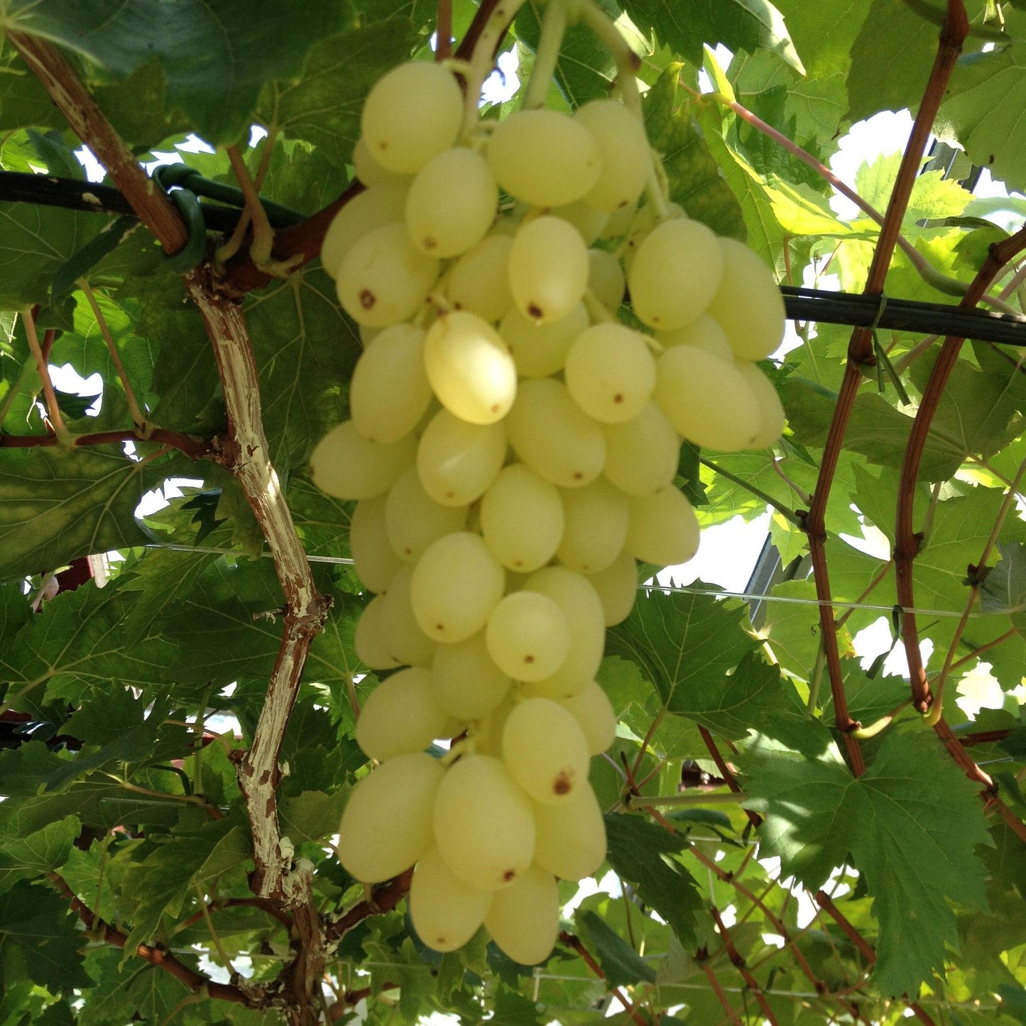 🍇 Vitis vinifera 'Lakemont' – Goudgele Pitloze Druif (2 Stuks)