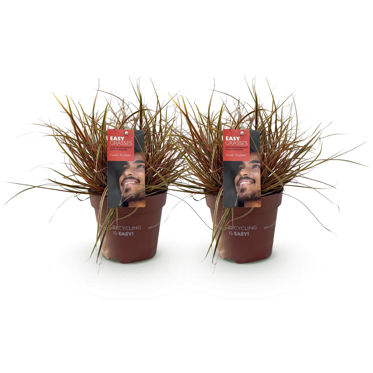 🌾 Uncinia rubra Everflame – Rood Siergras | Bladhoudend (2 stuks)