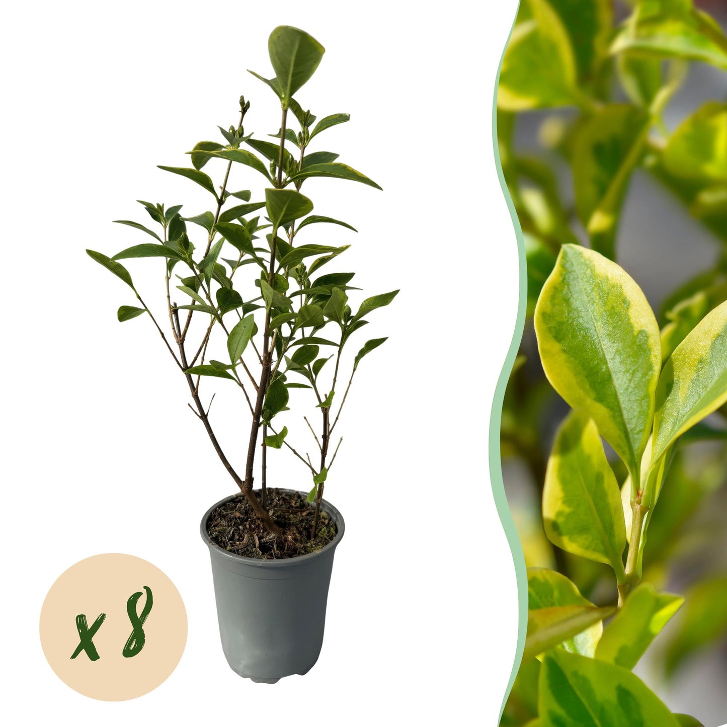 🌿 Ligustrum ovalifolium ‘Aureum’ | Bonte Ligusterhaag (8 Stuks)