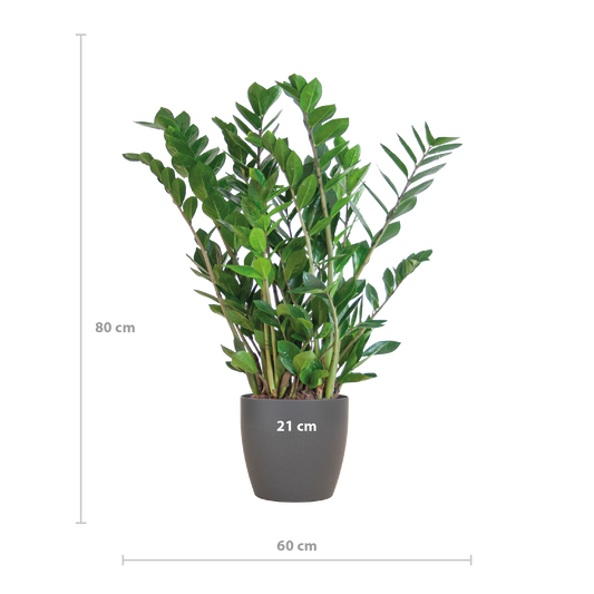 🌿 Zamioculcas Zamiifolia – ZZ Plant met Vibers Pot Grijs
