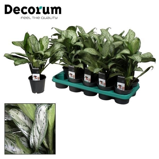 🌿 Aglaonema Maria Christina | Sterke Luchtzuiverende Kamerplant