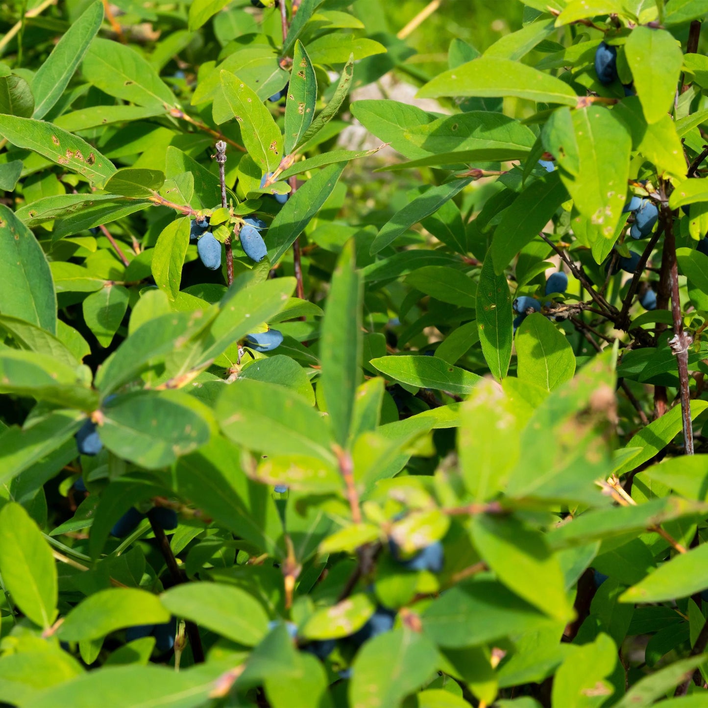 🍇 Lonicera caerulea ‘Kamchatika’ – Honingbes (2 Stuks)