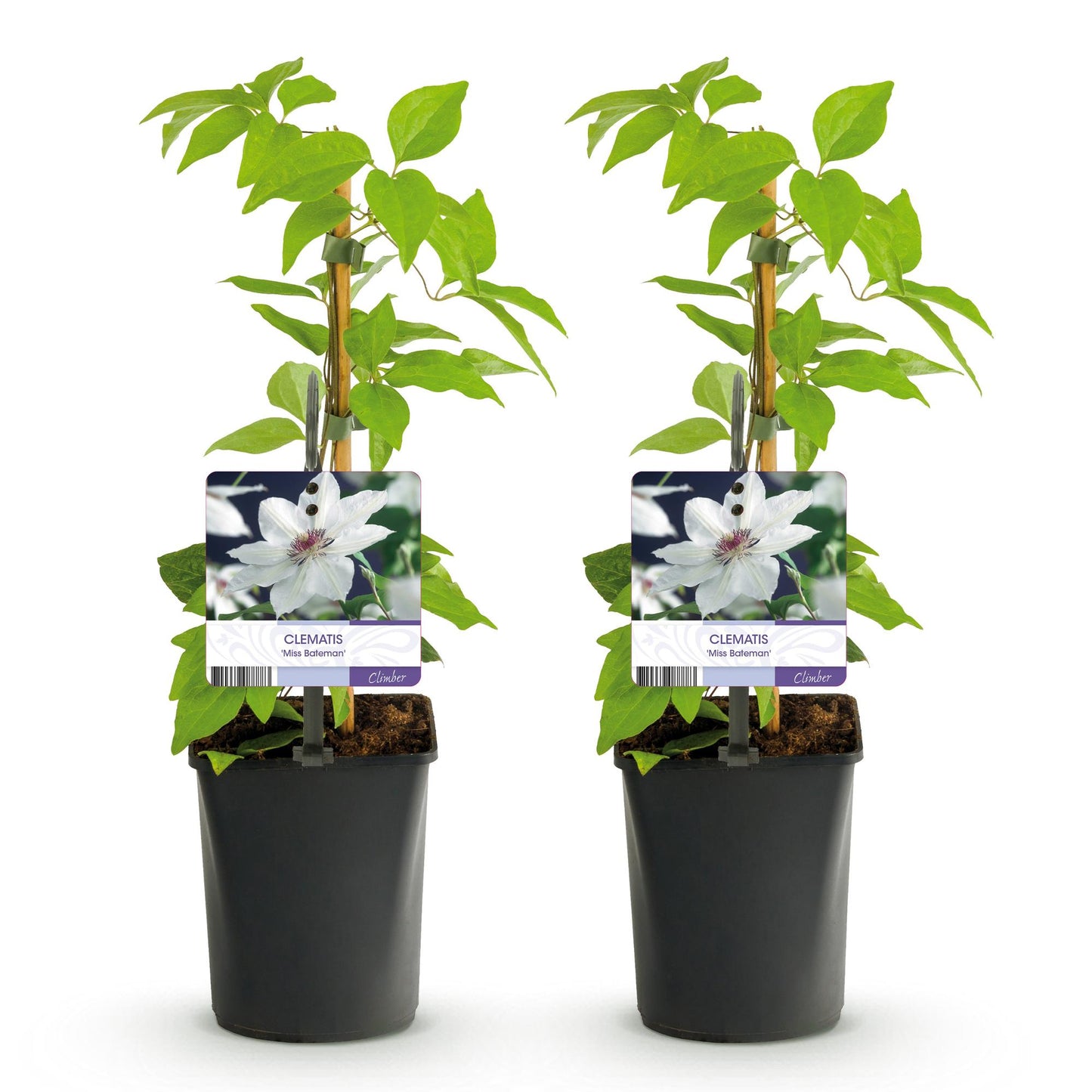 🤍 Clematis ‘Miss Bateman’ – Klimplant (2 Stuks)