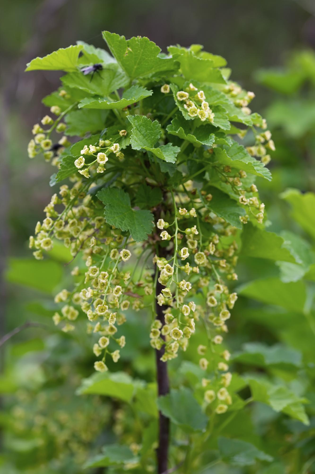 🍒 Ribes rubrum ‘Jonkheer van Tets’ – Aalbes