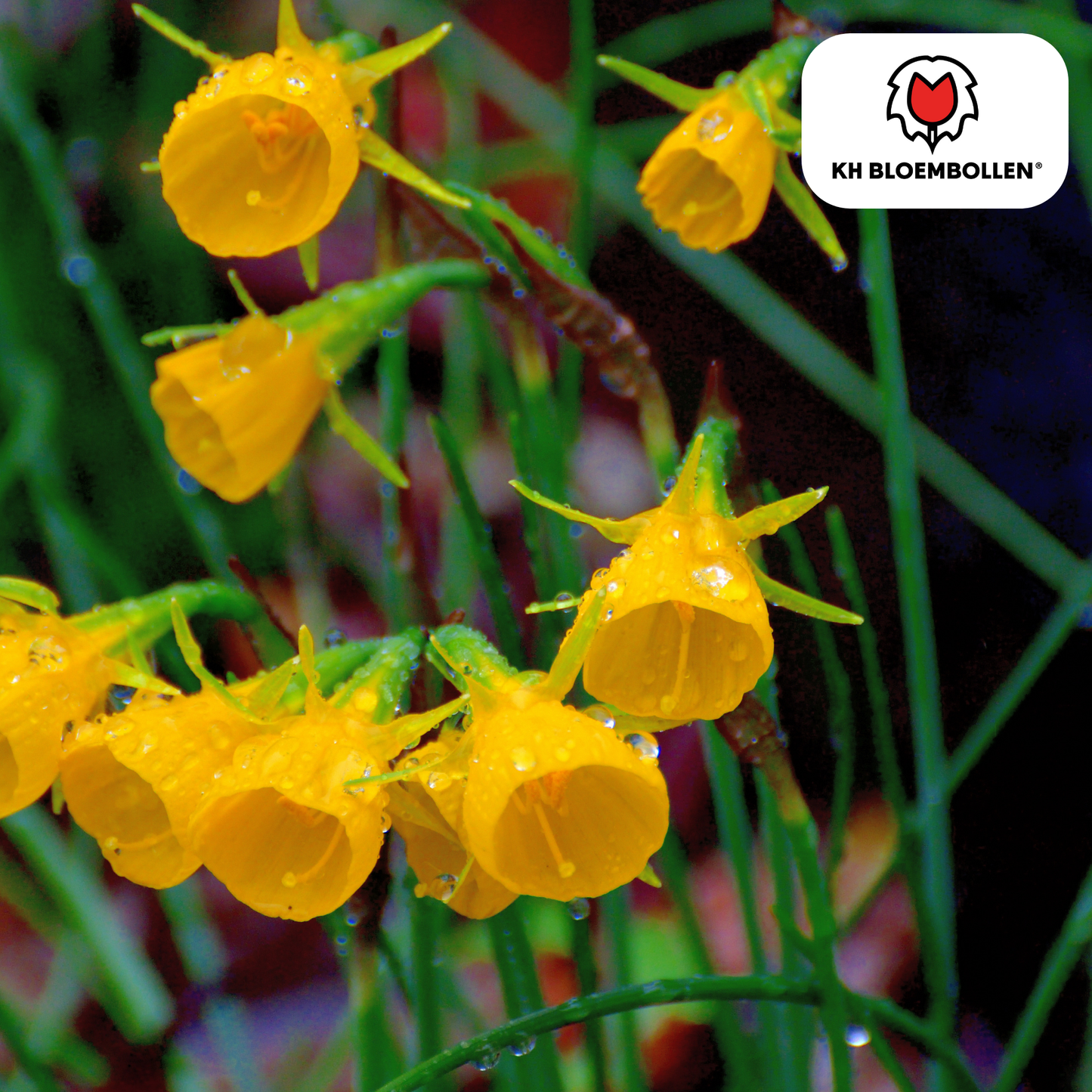 🌼  Narcis ‘Golden Bells’  Stralende Lentefavoriet (25 stuks)