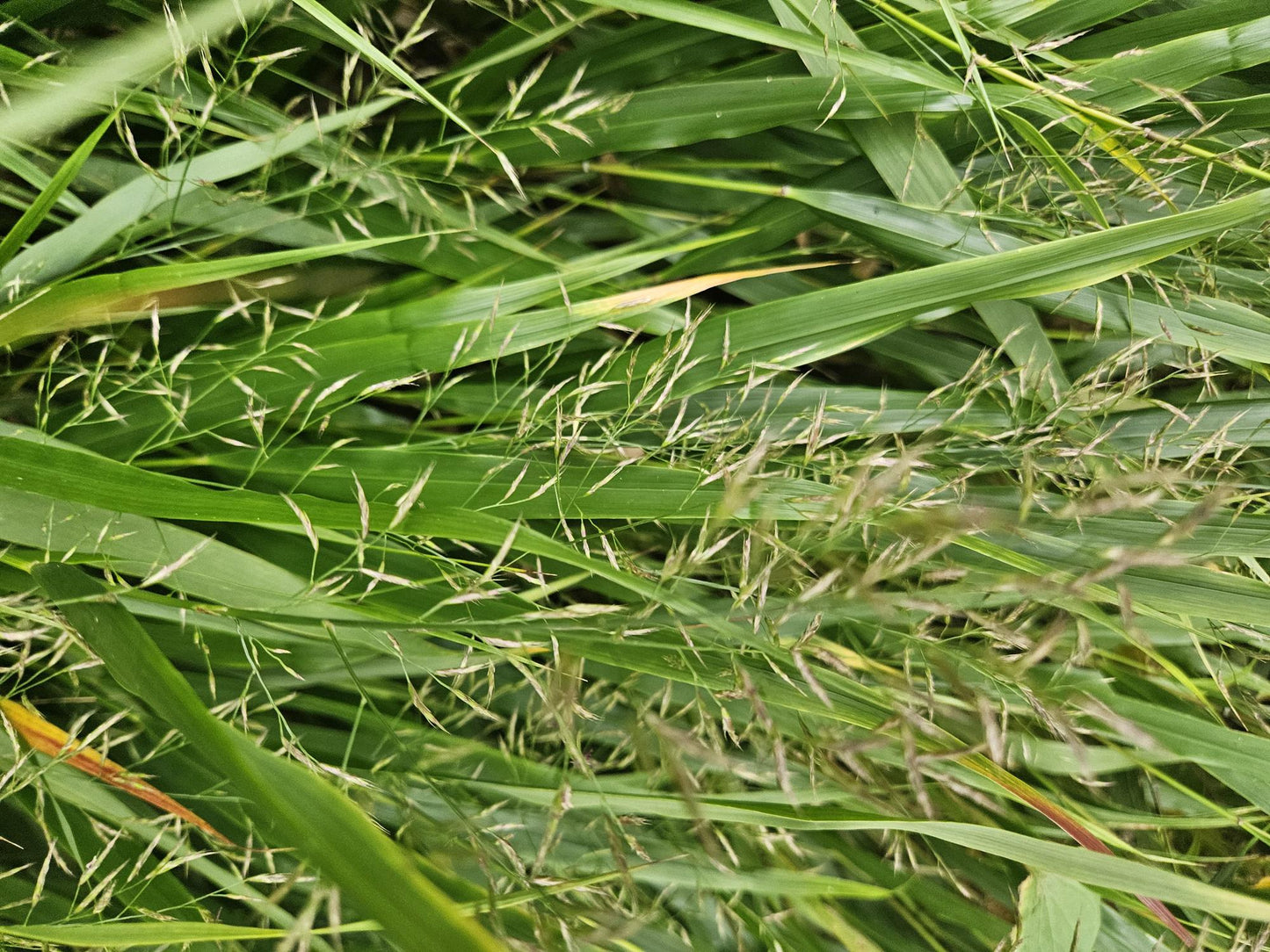 🌾 Hakonechloa macra | Japans Berggras (60 Stuks)