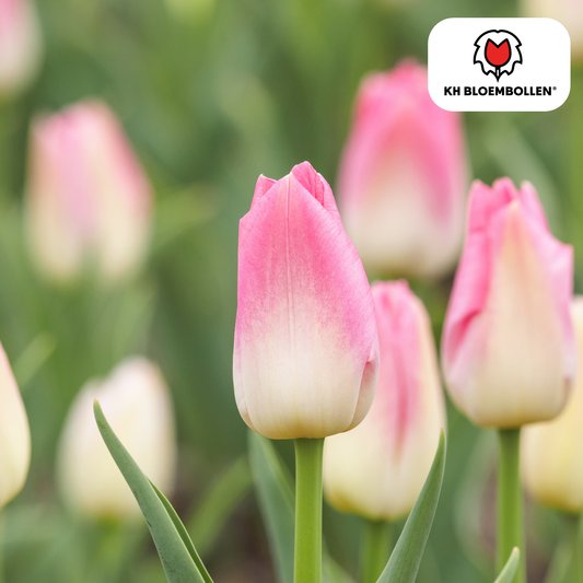 🌷 Tulpenbollen ‘Dynasty’ – Roze Tulp (20 Stuks)