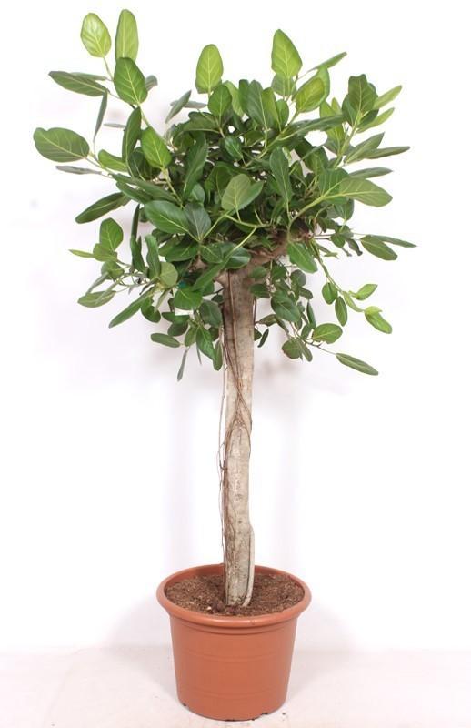 🌿 Ficus Benghalensis “Boom de Luxe” – 200 cm