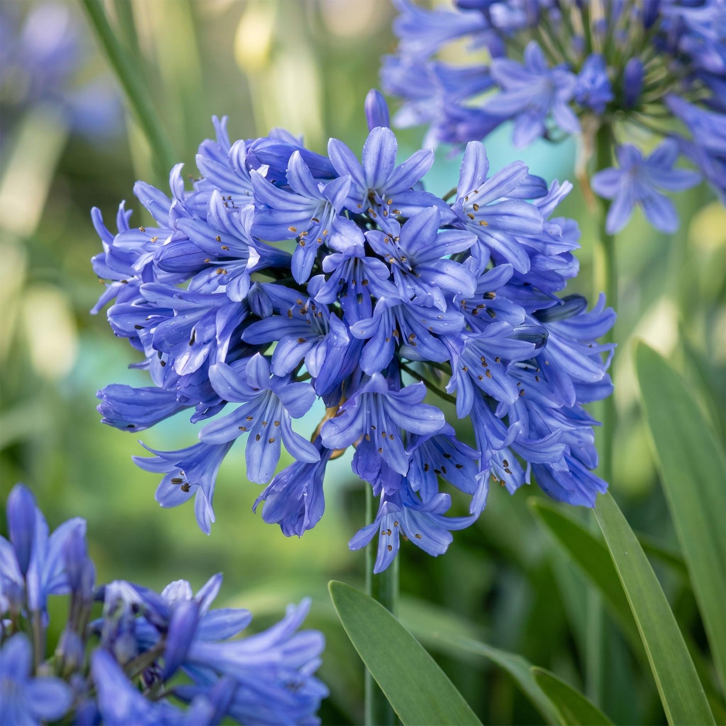 🌿 Agapanthus africanus – Blauwe Afrikaanse Lelie | 3 stuks