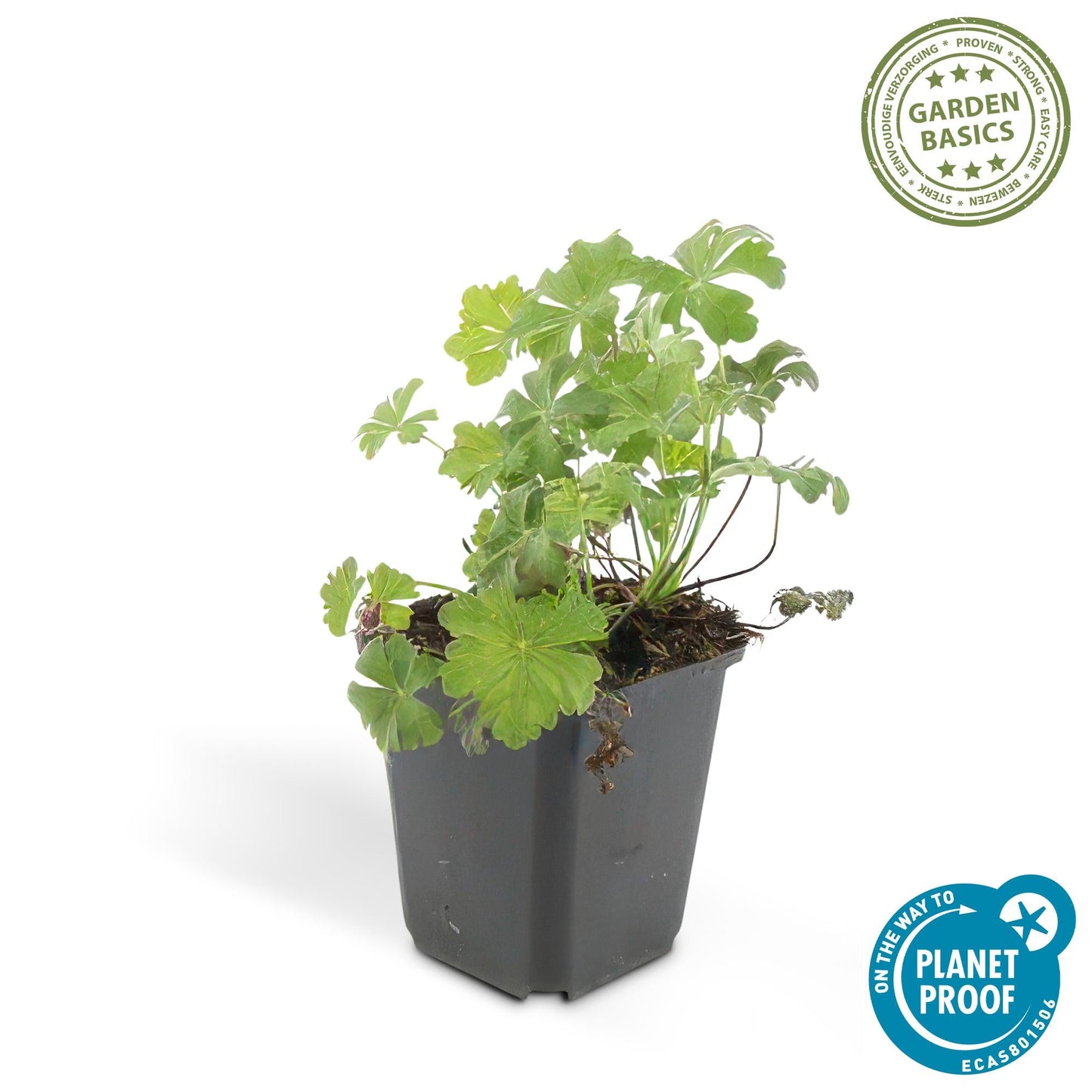 🌸 Geranium ‘Biokovo’ – Winterharde Bloeiende Bodembedekker (6 stuks)