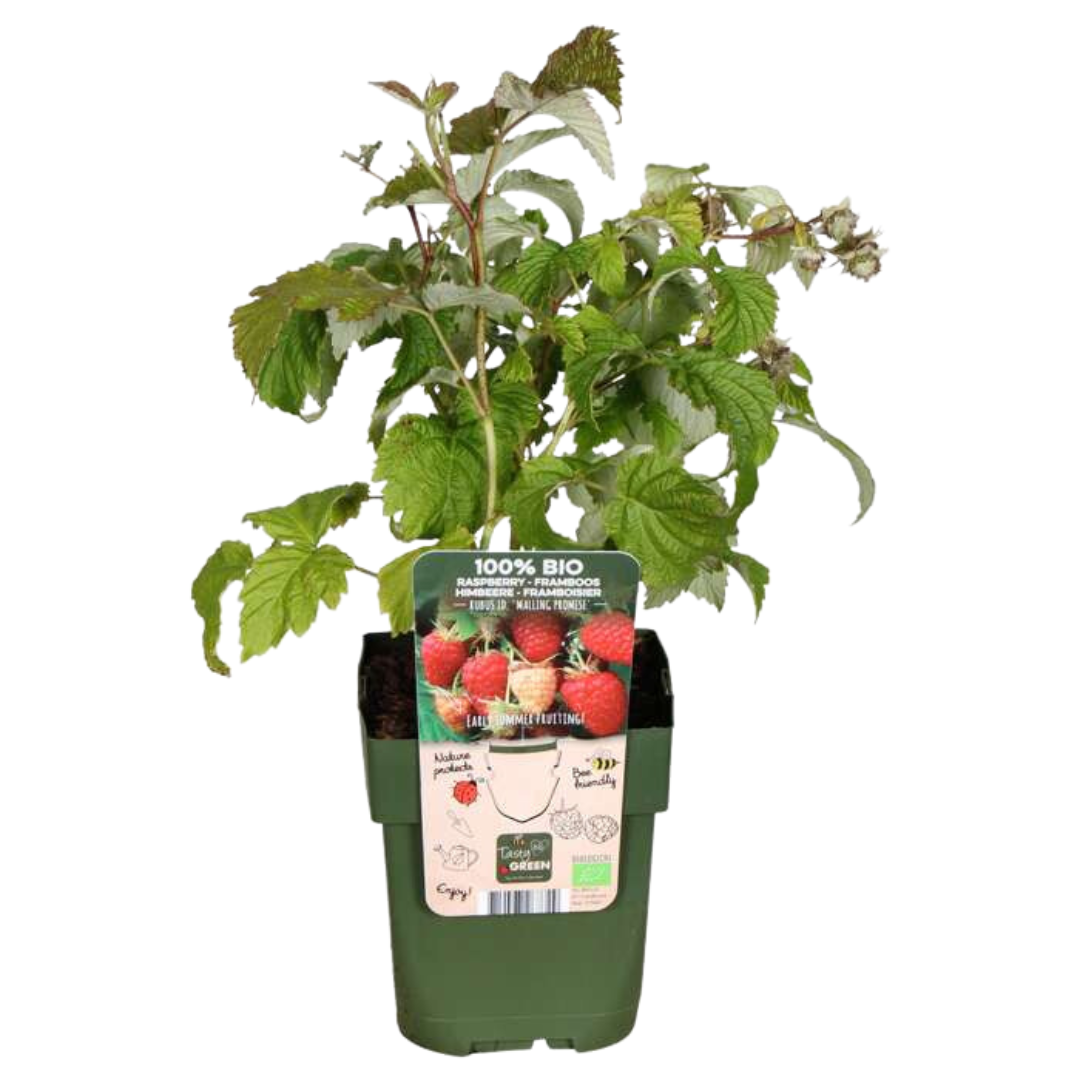 🍇 BIO Fruitplanten Mix ‘Vruchten Oase’ (5 Stuks)
