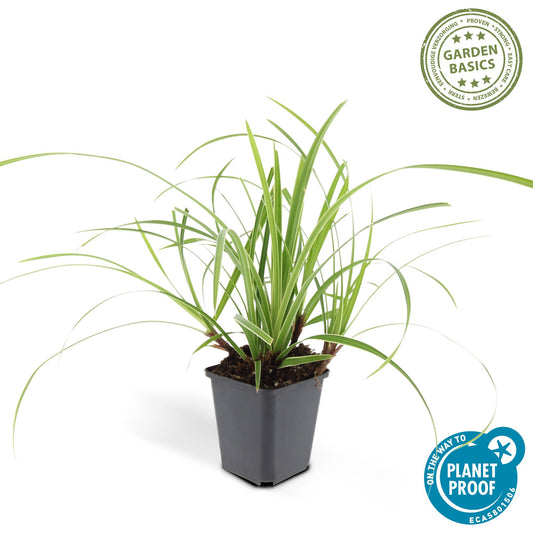🌾 Carex morrowii ‘Ice Dance’ – Wintergroen Siergras – Ø9 cm – ↕10–25 cm | Tuinplant