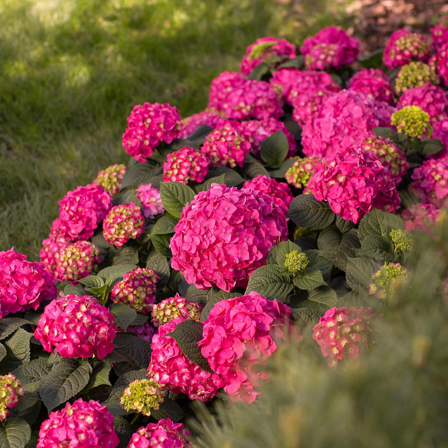 🌸 Hydrangea ‘Summer Love Red’ | Hortensia (4 Stuks)