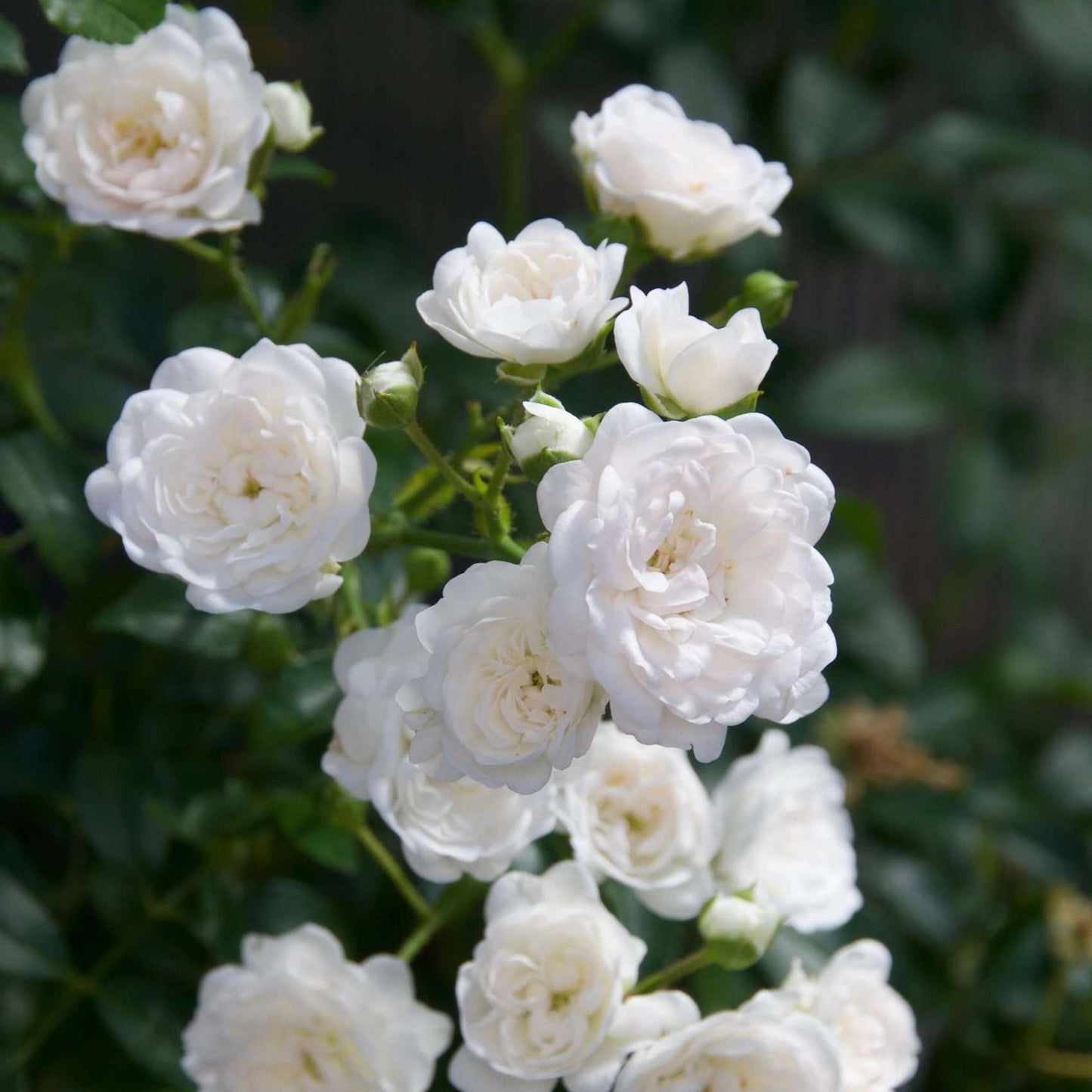 🤍 Rosa 'White Fairy' | Compacte Witte Rozen voor Tuin & Balkon (3 stuks)