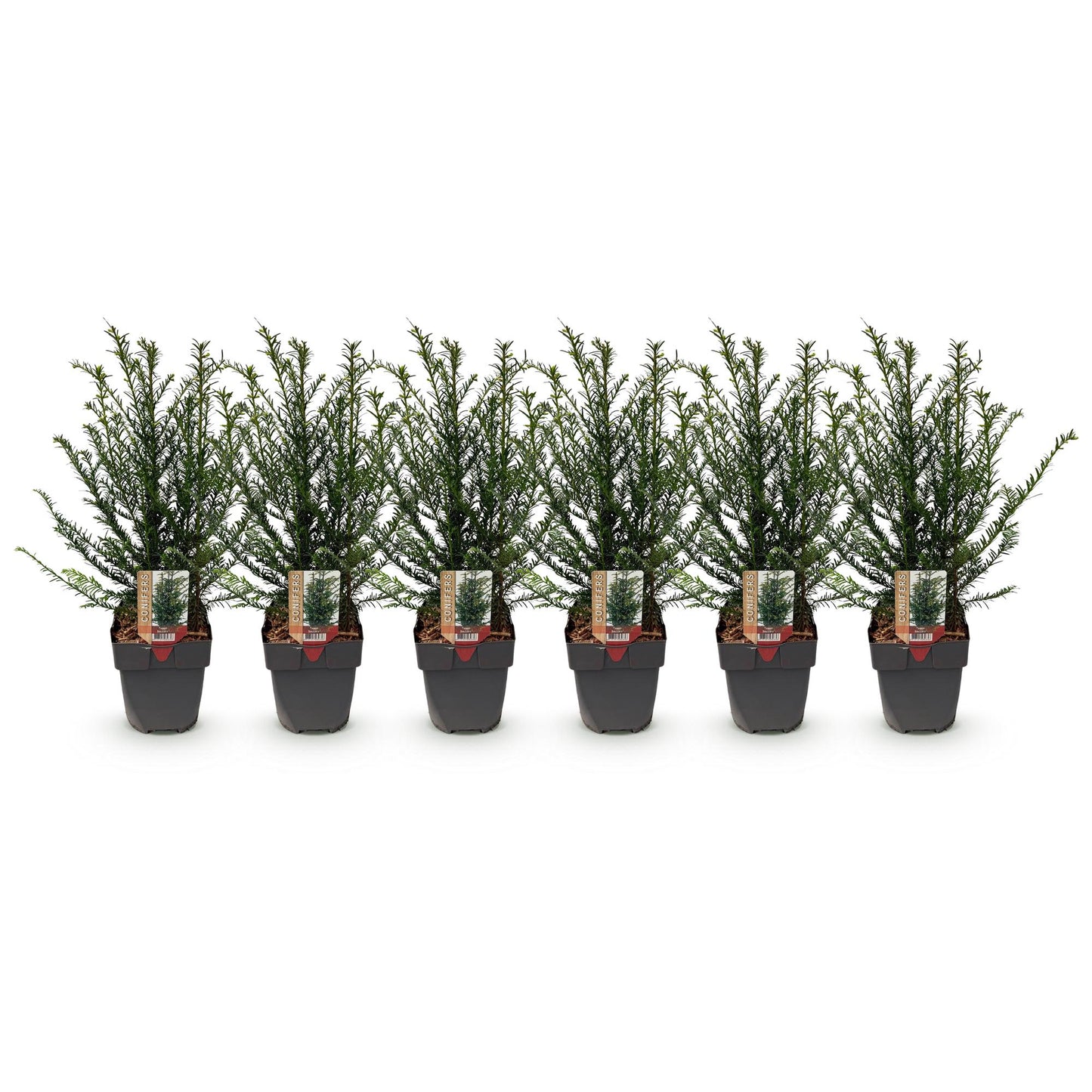 🌿 Taxus baccata | Haagplant (6 Stuks)