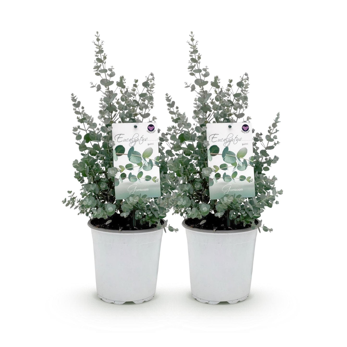🌿 Eucalyptus gunnii – Eucalyptus Boom | (2 stuks)