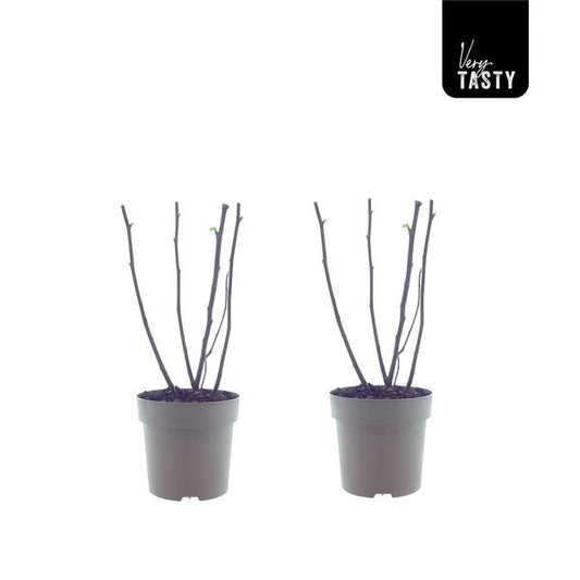🌿 Ficus Bornholm – 2 Stuks