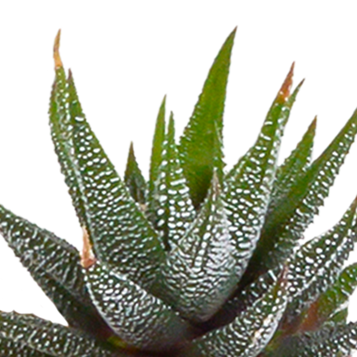 🌵 Cactus & Vetplanten Mix –  In witte pot (15 stuks)