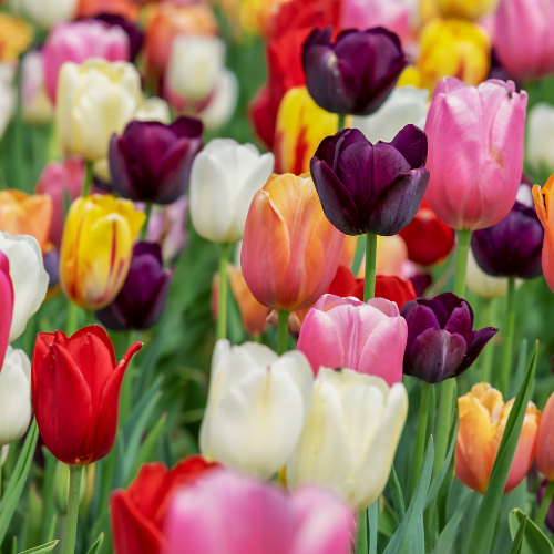 🌷 Tulpenbollen Mix Bundel – Kleurenmix (15 Zakjes)