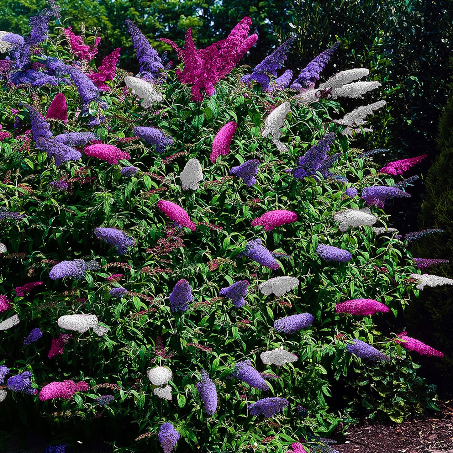 🦋 Buddleja davidii ‘Tricolour’ – Vlinderstruik (3 Stuks)