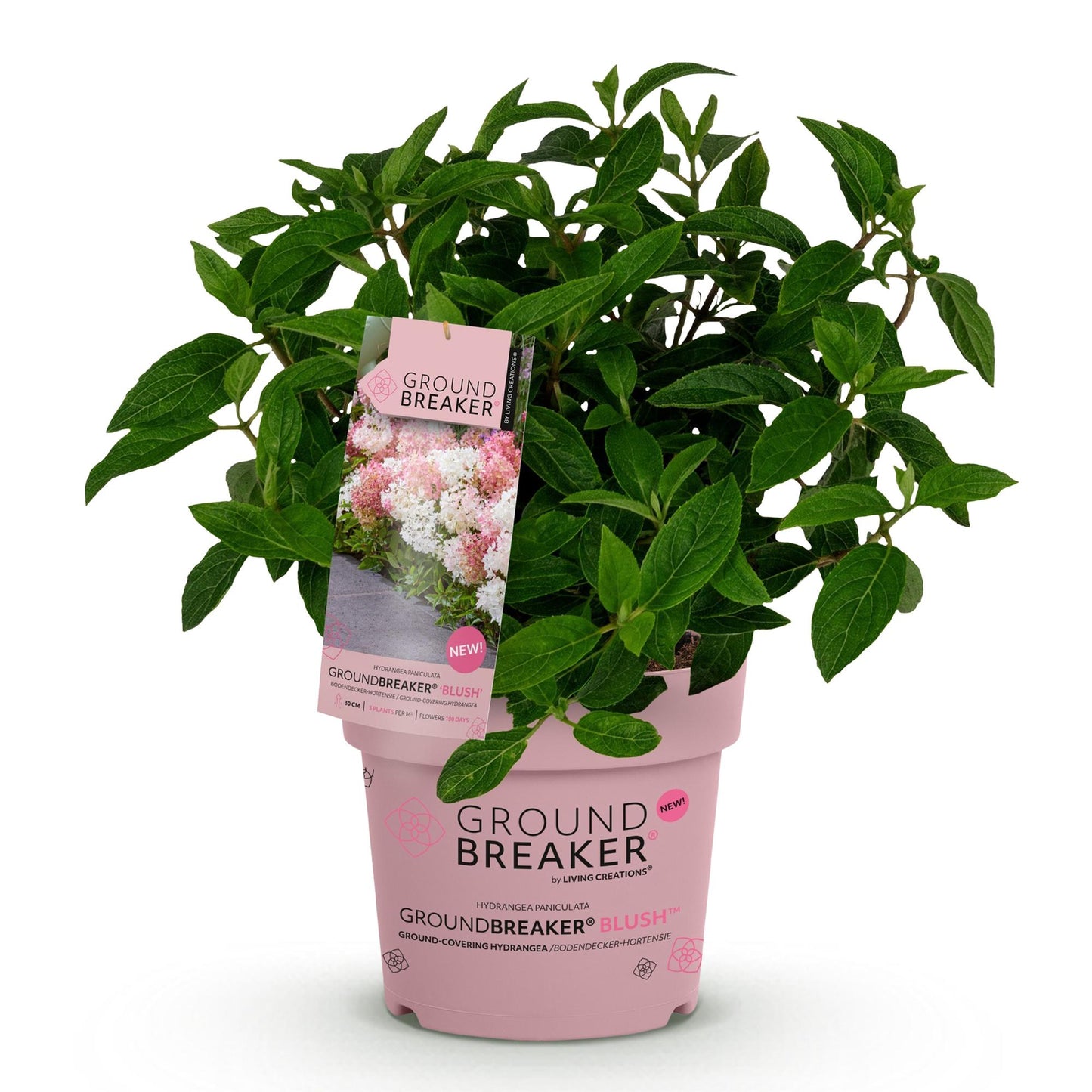 🌸 Hydrangea Groundbreaker Blush | Compacte Pluimhortensia