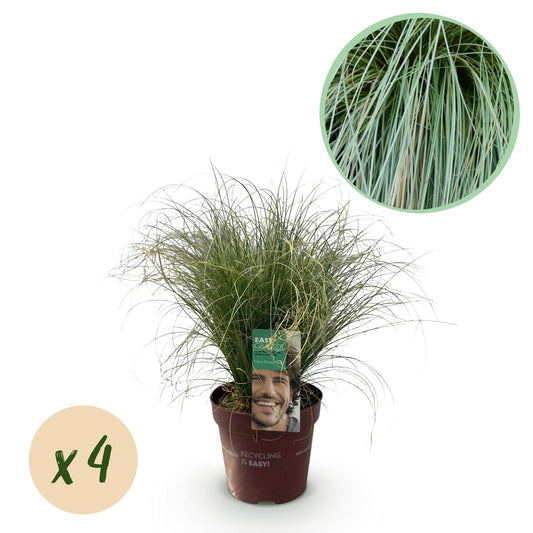 🌾 Carex comans ‘Frosted Curls’ – Siergras | (4 stuks)