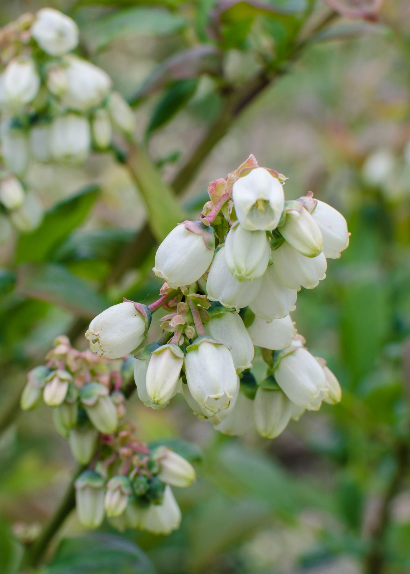 🫐 Vaccinium corymbosum ‘Reka’ – Blauwe Bes