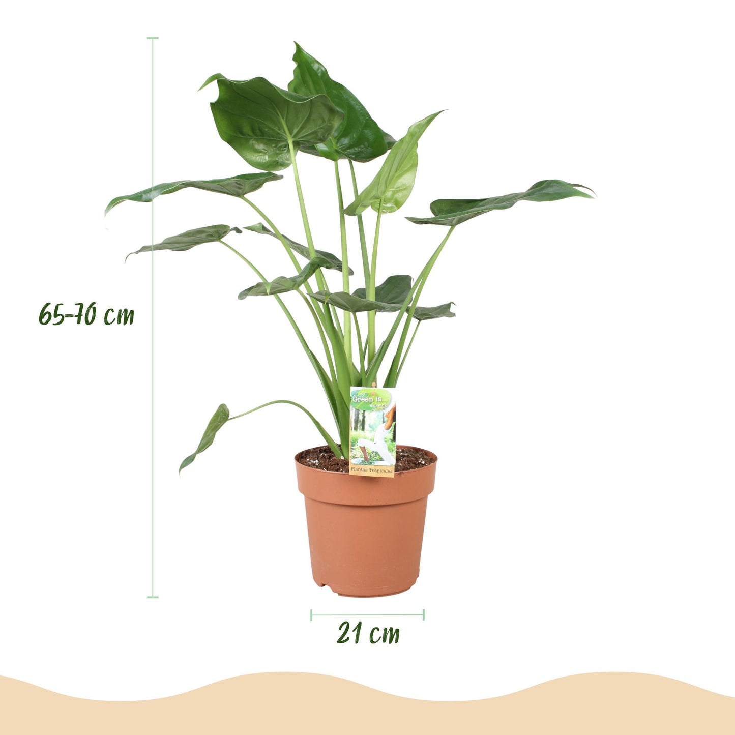 🌿 Alocasia Cucullata | Boeddha’s Hand met Grijze Pot