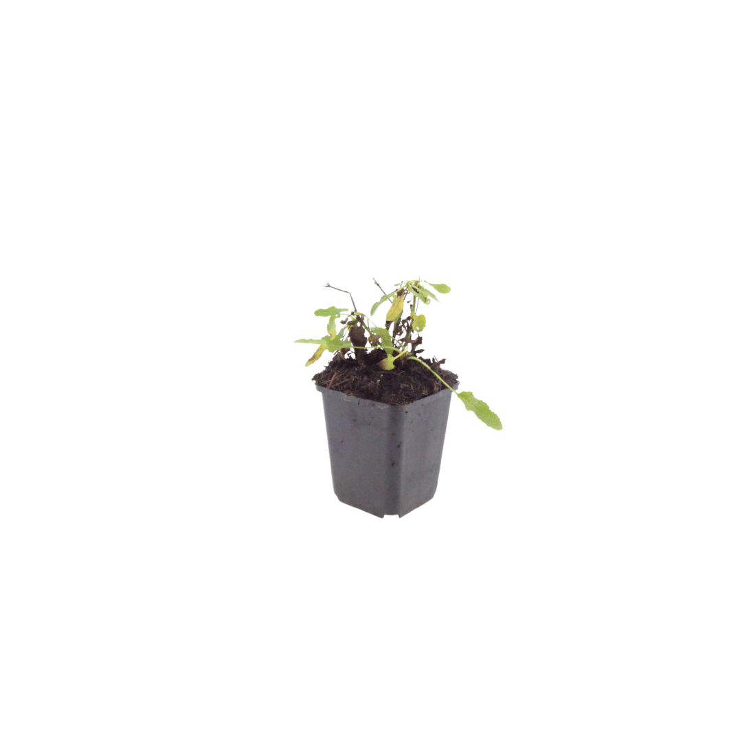 🤍 Salvia nemorosa ‘Schneehügel’ – Witte Vaste Salie | (6 stuks)