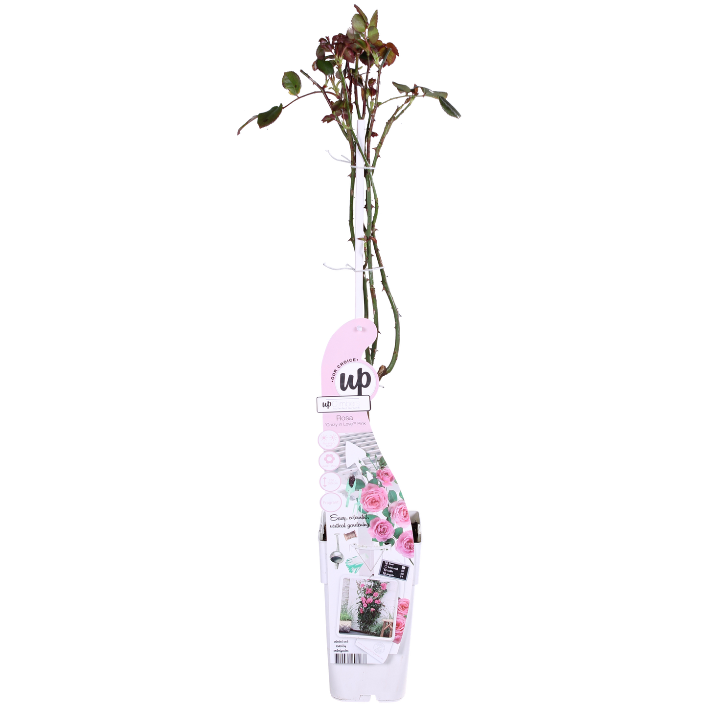 🌸 Rosa Crazy in Love ‘Pink’ – Roze Klimroos