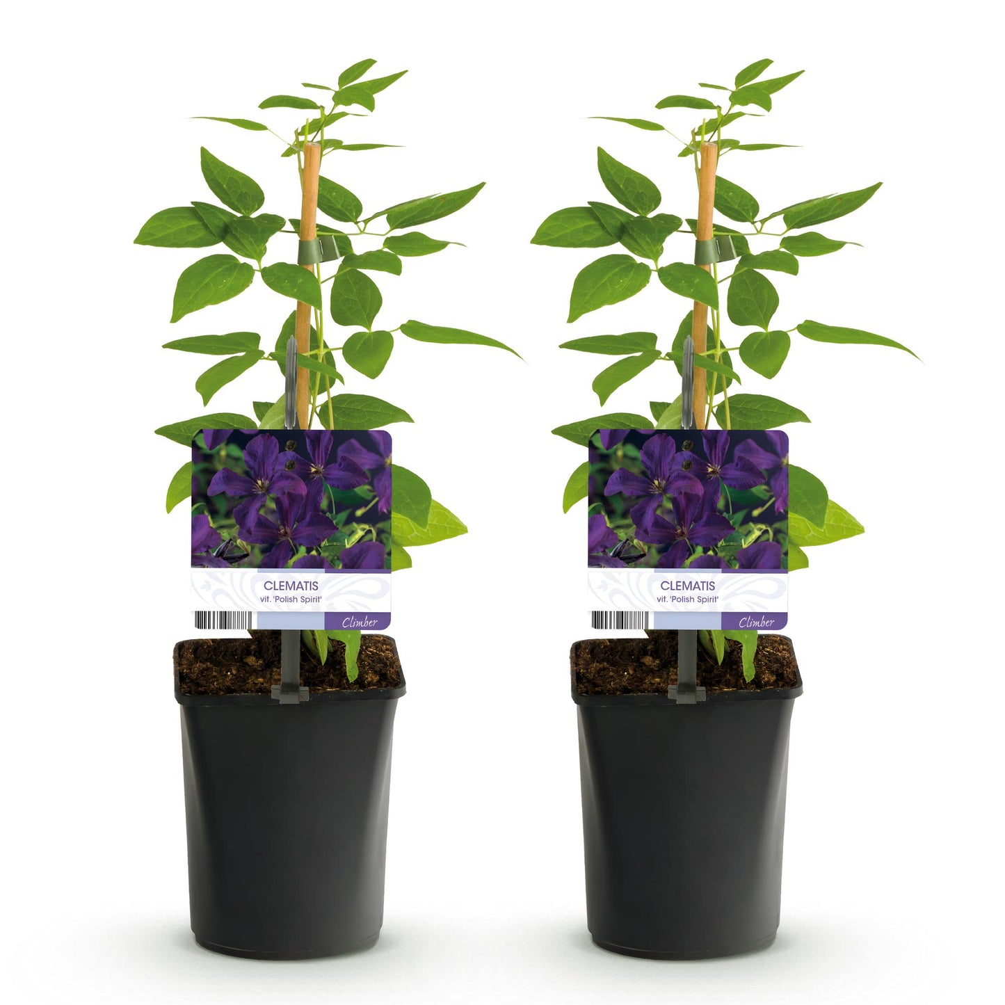 🌸 Clematis viticella ‘Polish Spirit’ – Klimplant (2 Stuks)