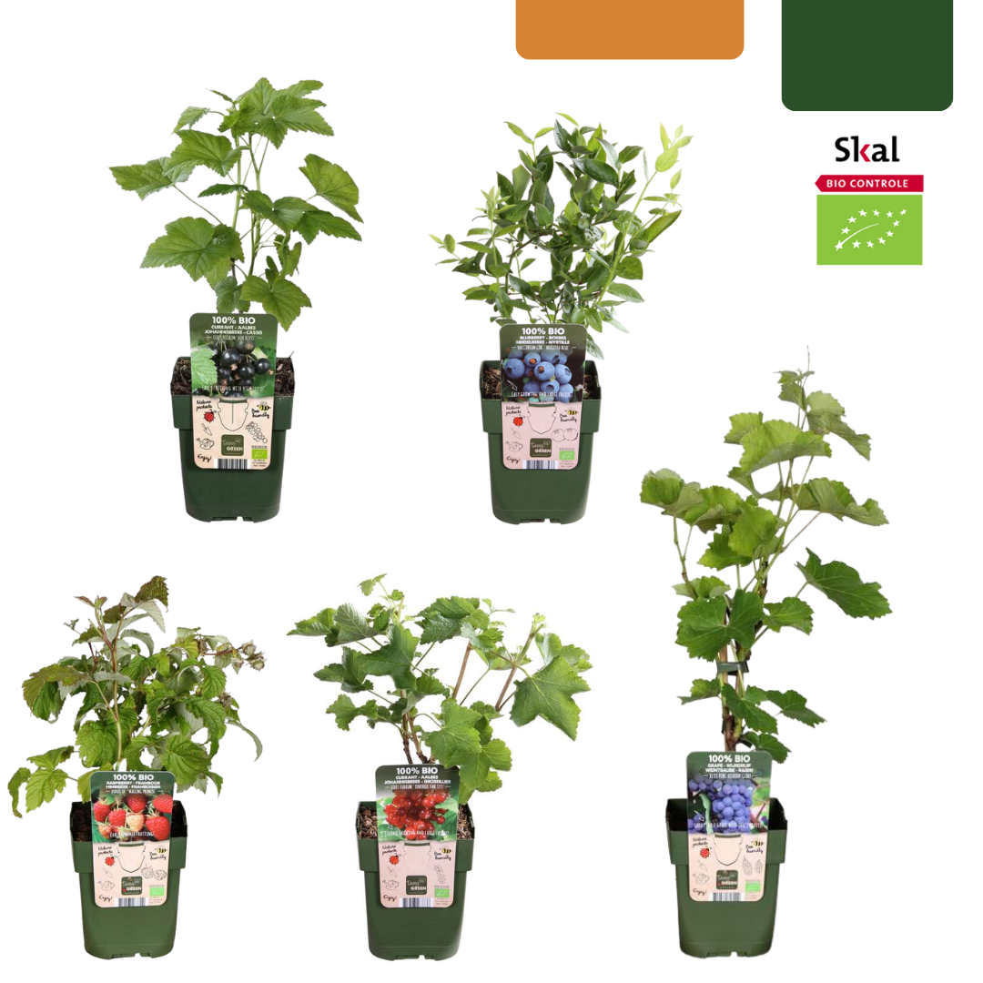 🍇 BIO Fruitplanten Mix ‘Vruchten Oase’ (5 Stuks)