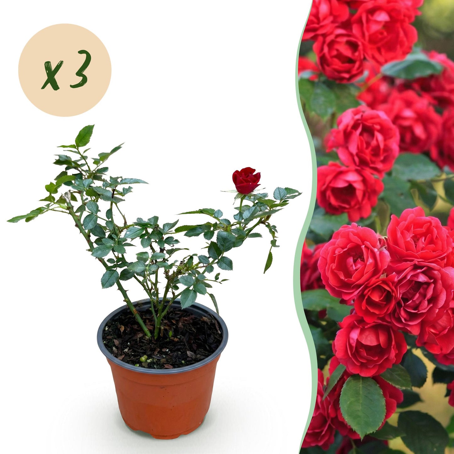 🌹 Rosa 'Rote The Fairy' | Compacte Rode Rozen voor Tuin & Balkon (3 stuks)