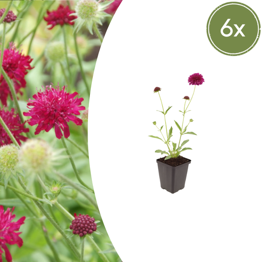 ❤️ Knautia macedonica – Beemdkroon | (6 stuks)