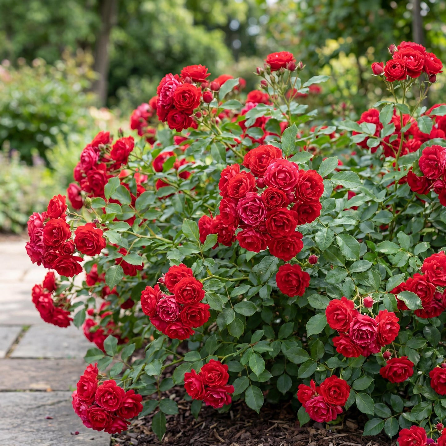 🌹 Rosa 'Rote The Fairy' | Compacte Rode Rozen voor Tuin & Balkon (3 stuks)