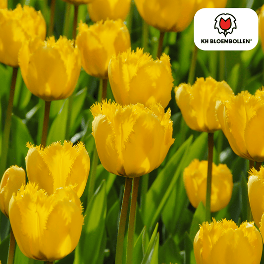 🌷 Tulpenbollen ‘Sun Frillz’ – Gele Tulp met Kartelrand (20 Stuks)