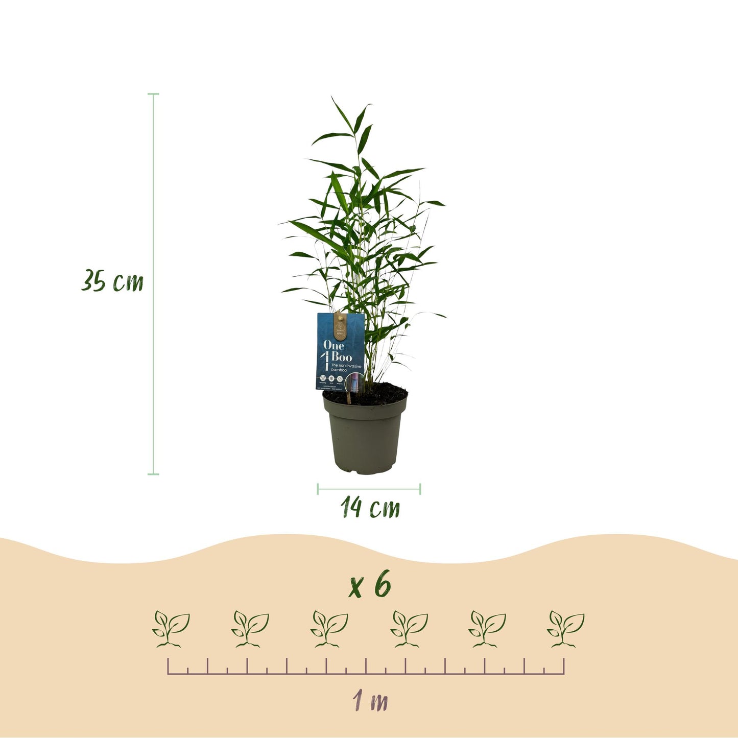 🌿 Bamboe ‘Fargesia Blue Dragon’ – Niet Woekerende Bamboe