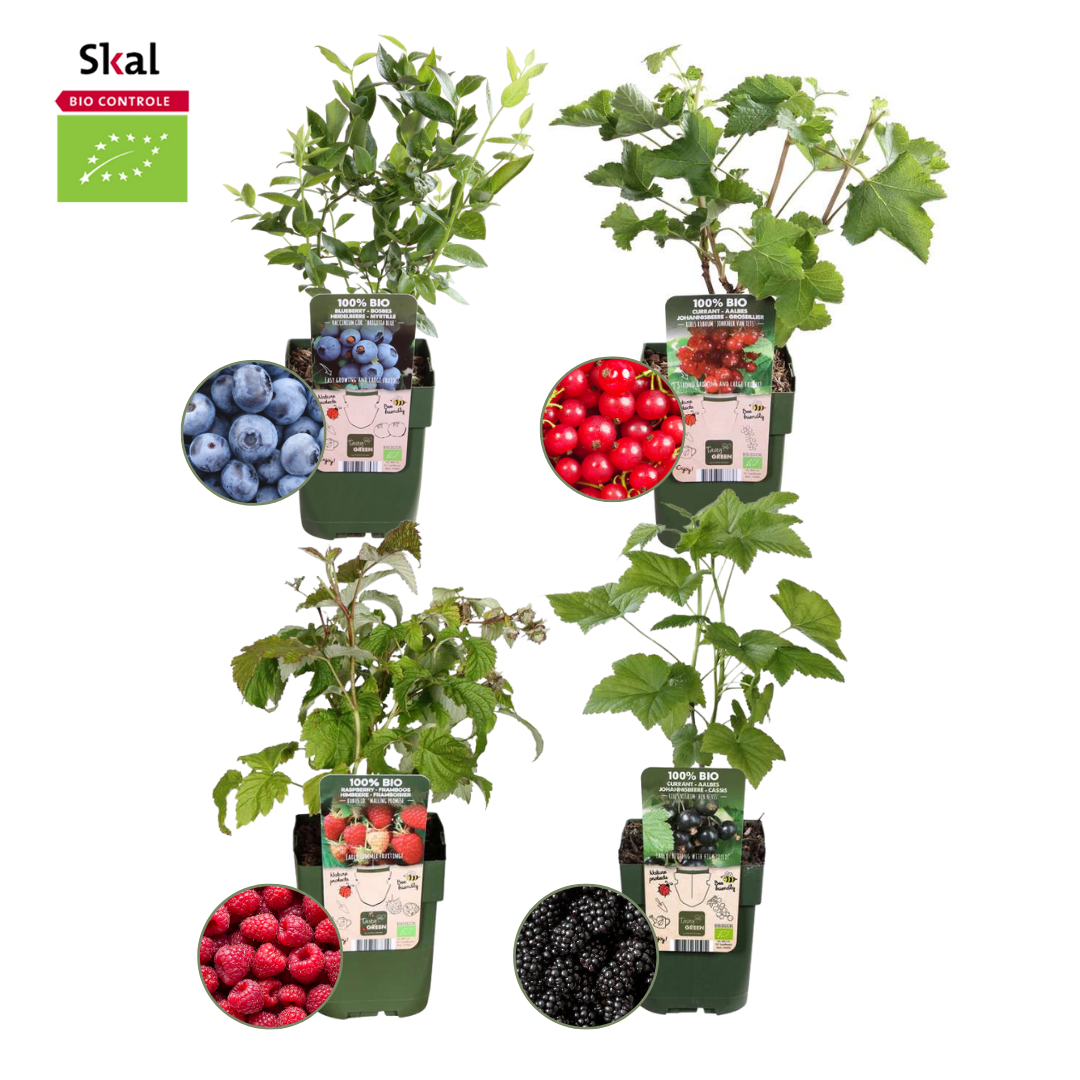 🍇 BIO Fruitplanten Mix (4 Stuks)