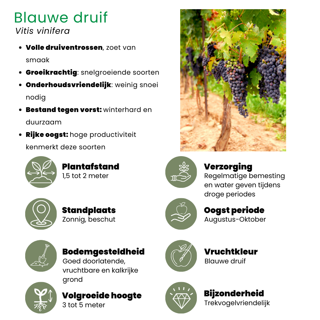 🍓 BIO Fruitplanten Mix ‘Vruchten Oase’ (5 Stuks)