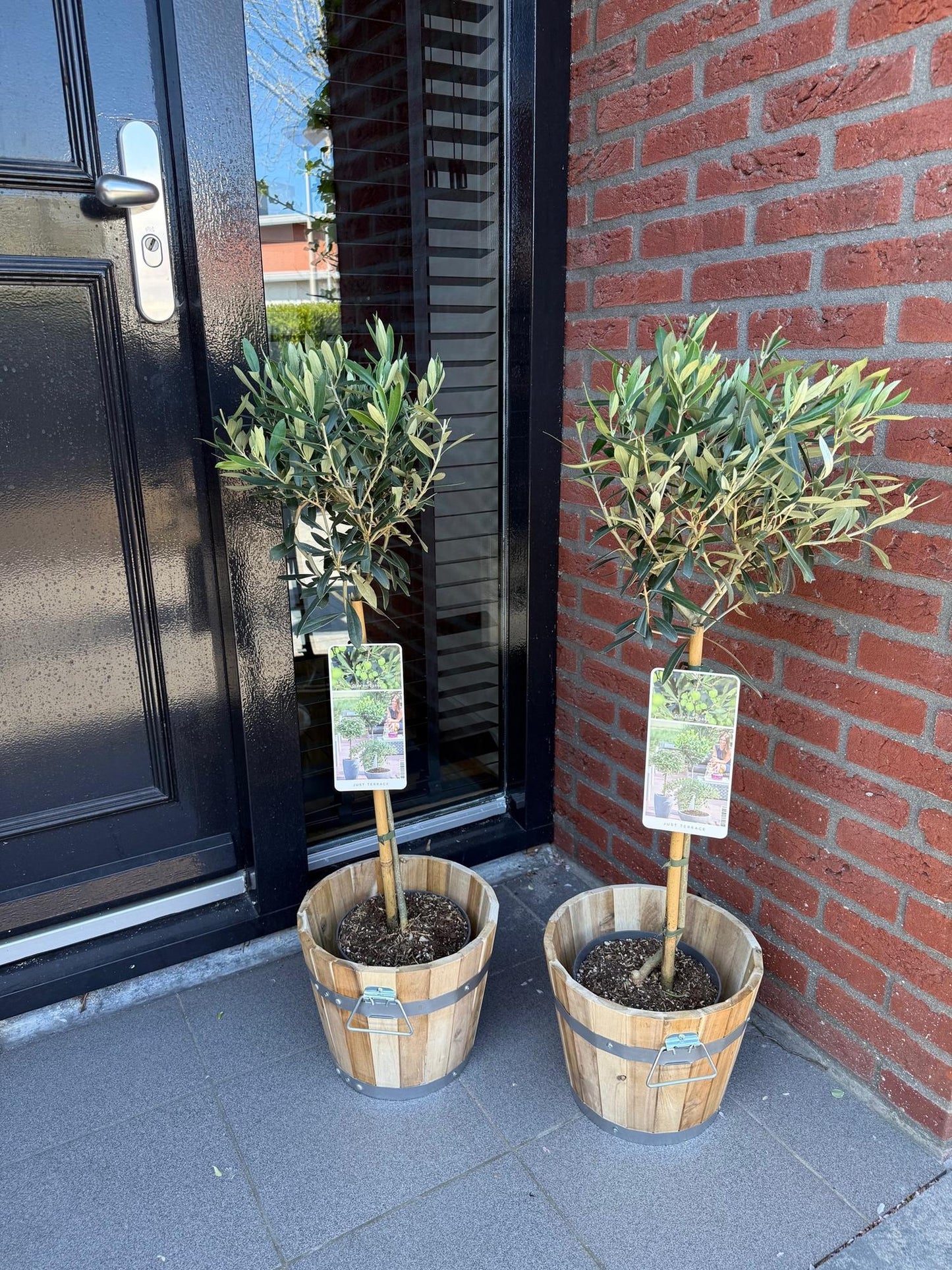 🌳 Olea europaea – Olijfboom op Stam