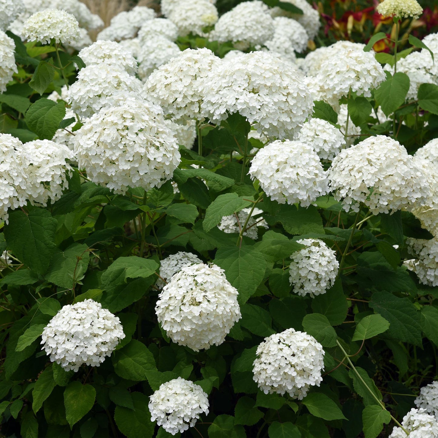 🤍 Hydrangea arborescens ‘Annabelle’ – Sneeuwbalhortensia | (3 stuks)