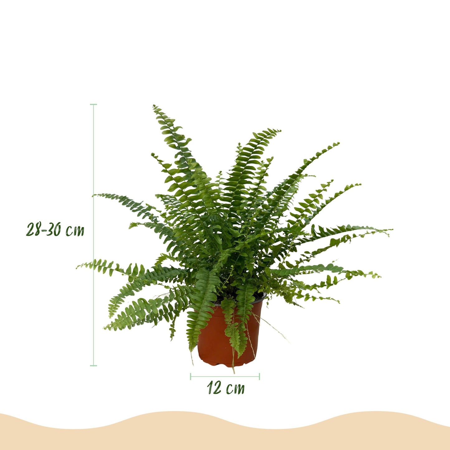 🌿 Nephrolepis Green Lady | Diervriendelijke Varen met Witte Pot (2 stuks)