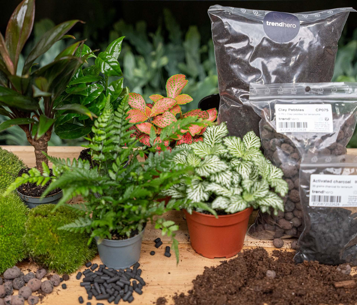 🌿 Terrarium Navulling & Startpakket – Jungle