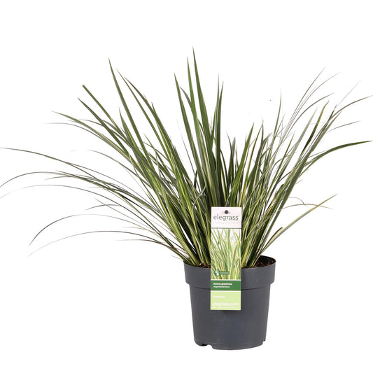 🌿 Acorus gramineus ‘Argenteostriatus’ – Bonte Japanse Kalmoes