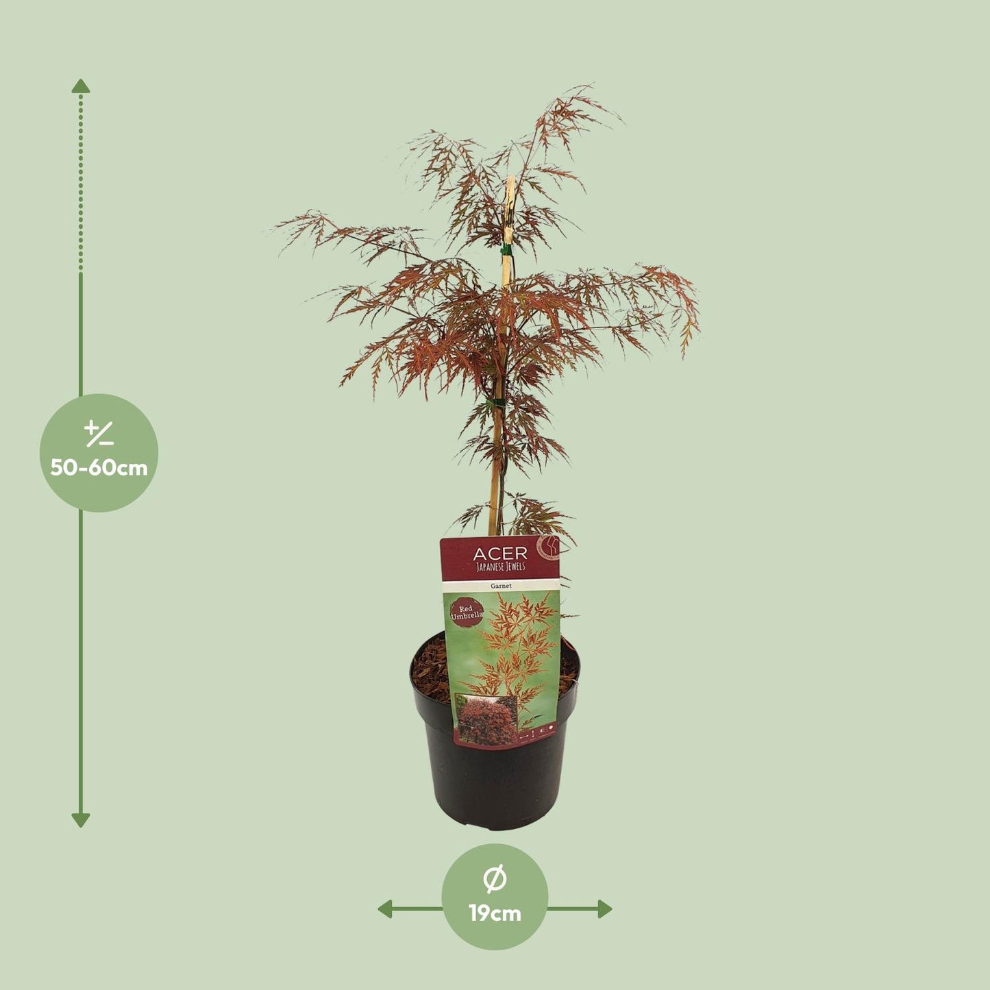 🍁 Acer palmatum ‘Garnet’ – Japanse Esdoorn