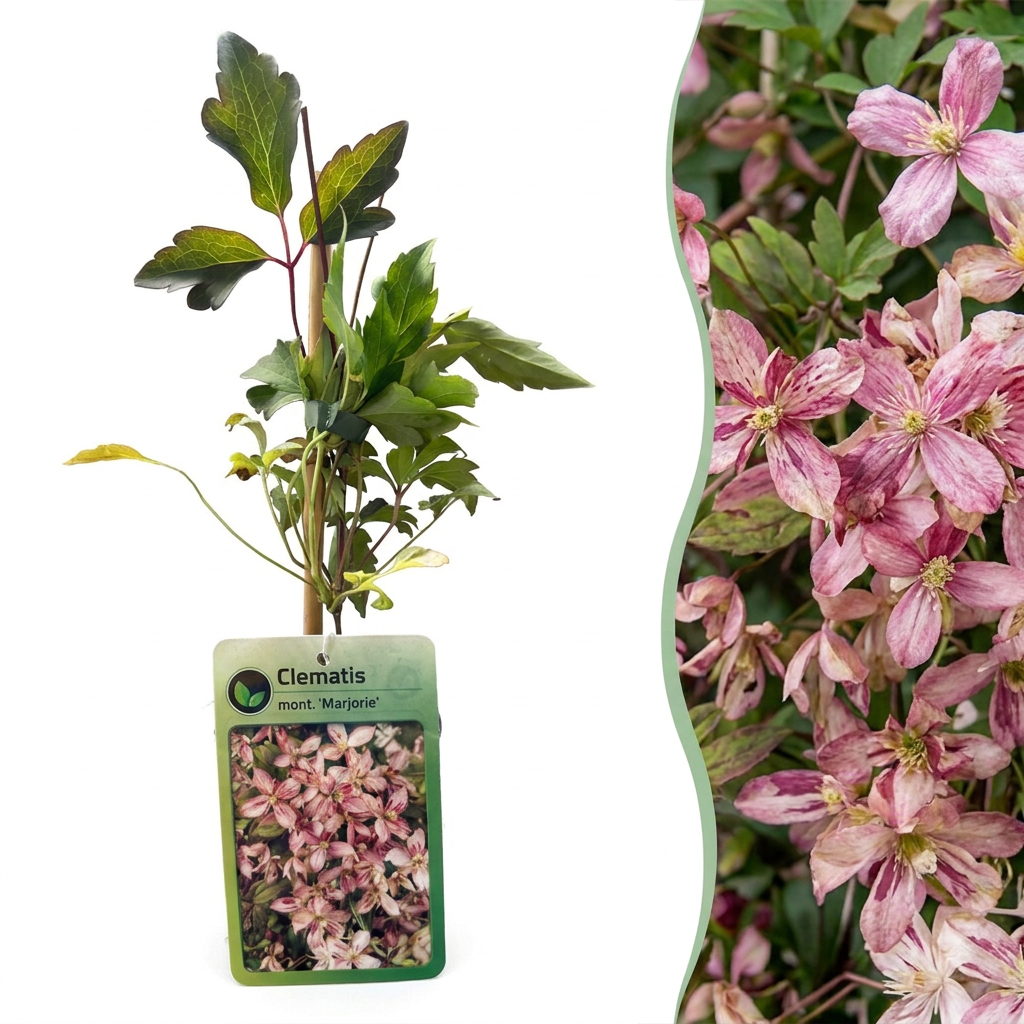 🌸 Clematis montana ‘Marjorie’ – Bergclematis – Roze klimplant