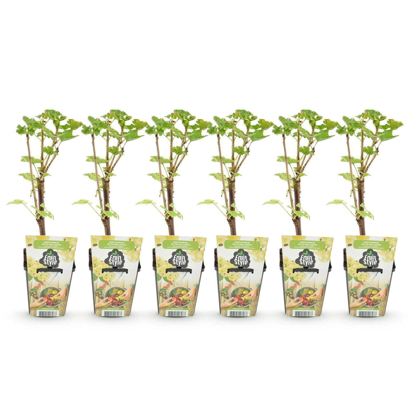 🍇 Witte Bes ‘Witte Hollander’ – Ribes rubrum | (6 stuks)